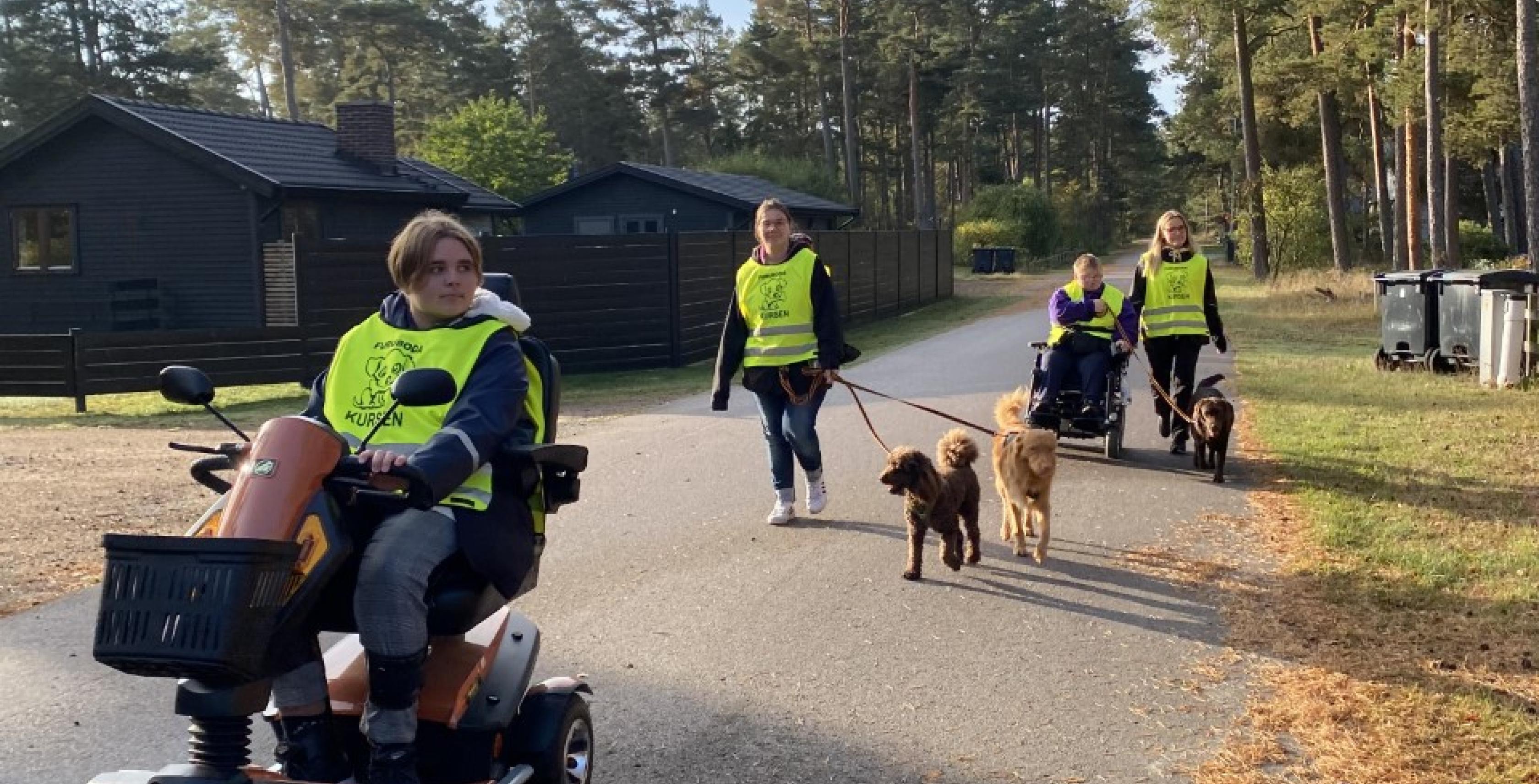 Hundar med personal på promenad
