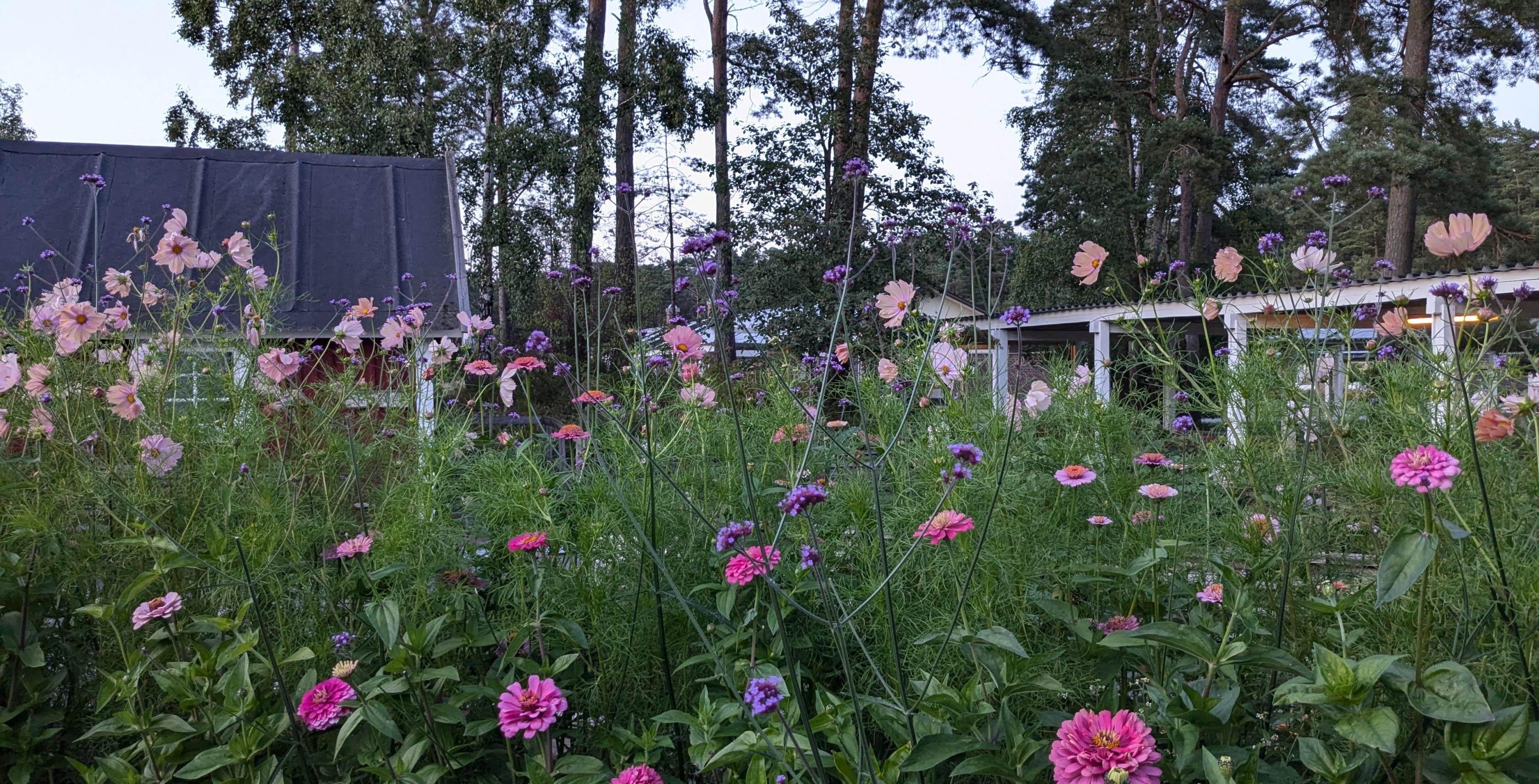 Sommarblommor framför hus