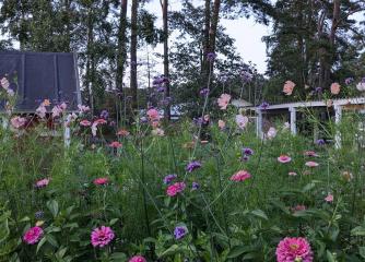 Blommor på en äng